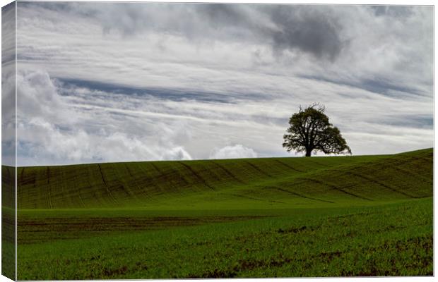 The Lone Tree Canvas Print by Images of Devon