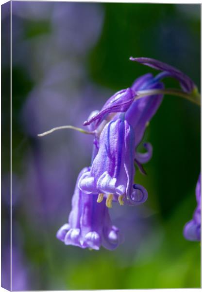 Isolated Bluebell Canvas Print by Images of Devon