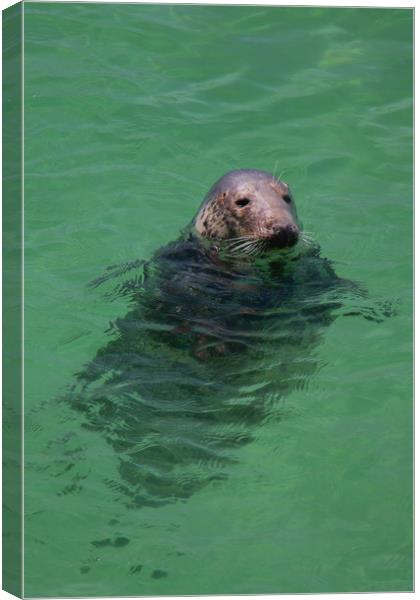 Grey Seal Canvas Print by Images of Devon