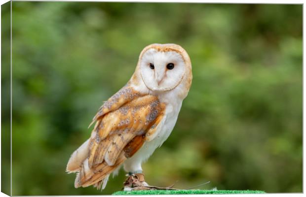 UK Barn Owl Canvas Print by Images of Devon
