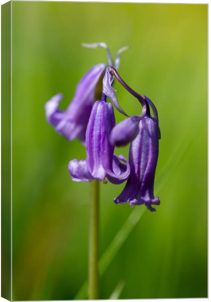 Springtime Bluebell Flower Canvas Print by Images of Devon
