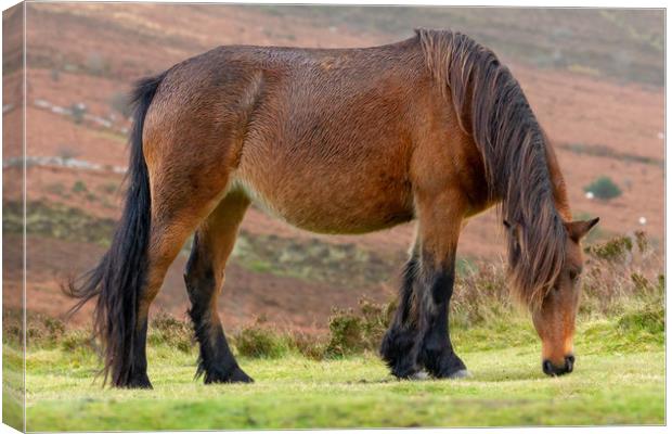 Dartmoor Pony grazing on Dartmoor national park Canvas Print by Images of Devon