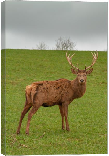 The red deer (Cervus elaphus Canvas Print by Images of Devon
