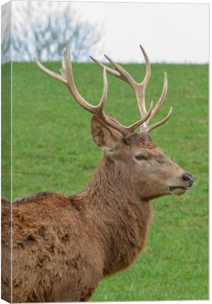 The red deer (Cervus elaphus) Canvas Print by Images of Devon