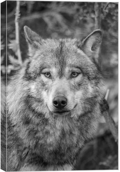 Eurasian wolf (Canis lupus lupus) Canvas Print by Images of Devon