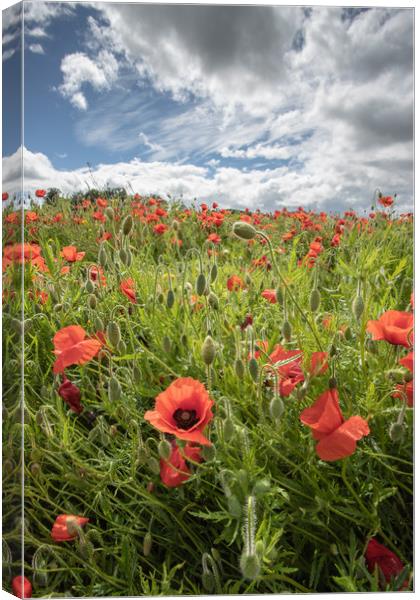 Devon Poppies Canvas Print by Images of Devon