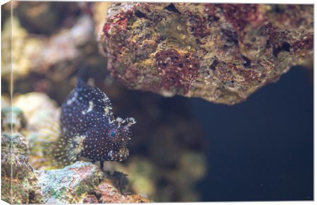 Algae or Lawnmower Blenny Canvas Print by Images of Devon