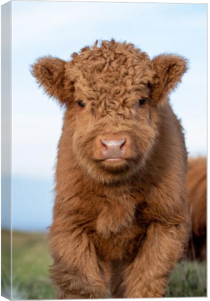 HIGHLAND CALF ON DARTMOOR NATIONAL PARK Canvas Print by Images of Devon
