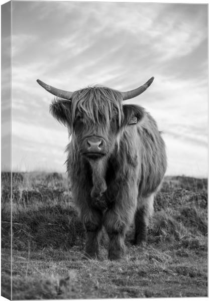 Highland cow black and white Canvas Print by Images of Devon
