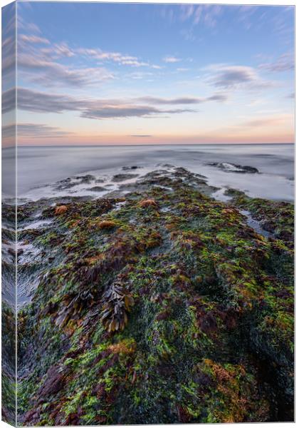 Seaweed and Sunset Canvas Print by Images of Devon