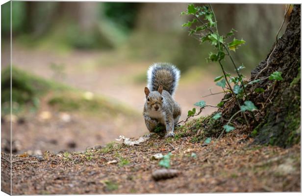 The Grey Squirrel Canvas Print by Images of Devon