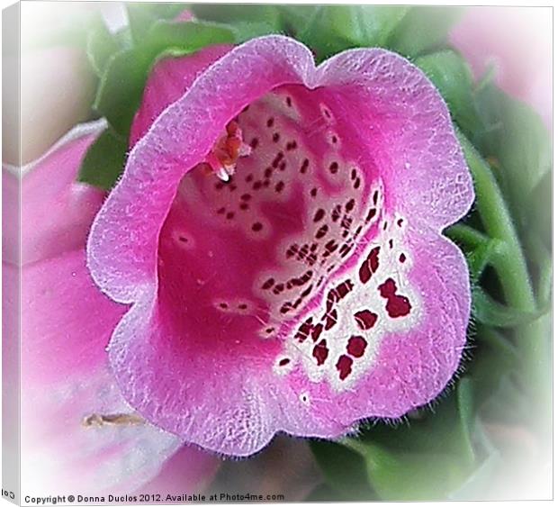 Foxglove flower Canvas Print by Donna Duclos