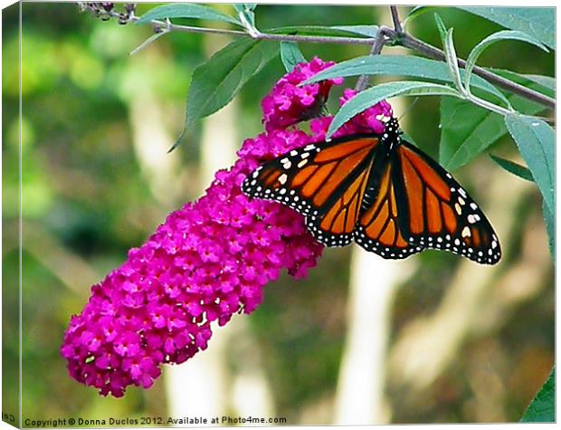 Monarch Butterfly 2 Canvas Print by Donna Duclos