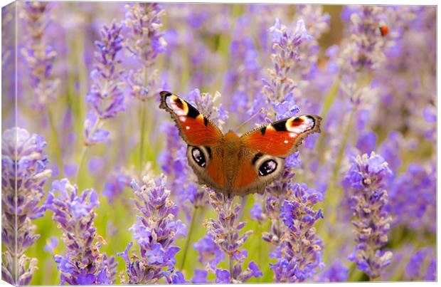 Lavender Butterfly Canvas Print by Ian Collins