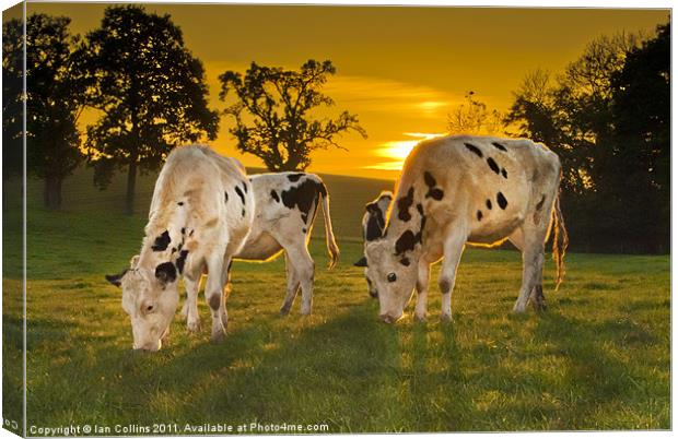 Grazing in the Golden Light Canvas Print by Ian Collins