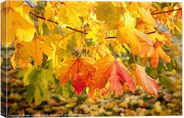 Maple Autumn Colours Canvas Print by Ian Collins