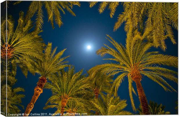 Palm trees and Moon Canvas Print by Ian Collins