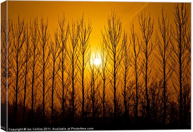Winter Tree Silhouettes Canvas Print by Ian Collins