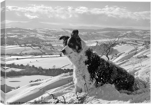 Snow Collie Monochrome Canvas Print by Ian Collins