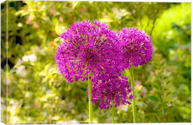 Alliums Canvas Print by Ian Collins