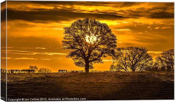 Sunrise Silhouette Canvas Print by Ian Collins