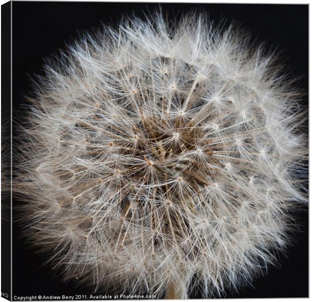 Dandy DandeLion Canvas Print by Andrew Berry