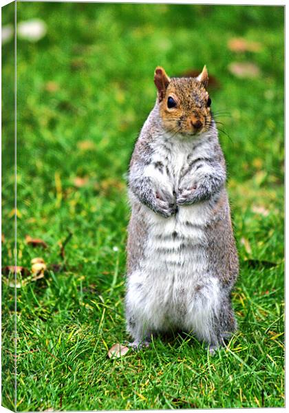 Squirrel Stand off Canvas Print by Jack Jacovou Travellingjour