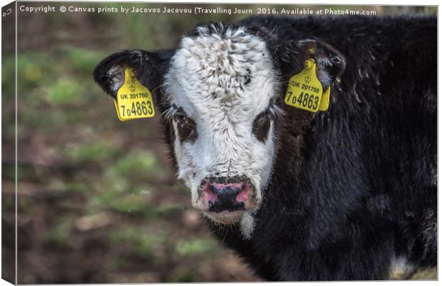 Calf Black Hereford (hybrid) Canvas Print by Jack Jacovou Travellingjour