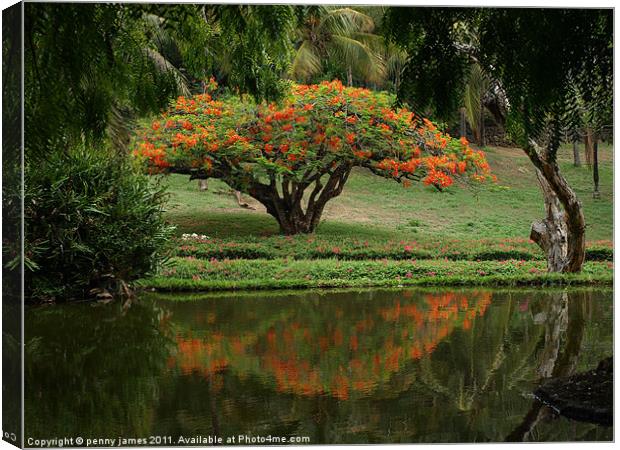 Mombasa Garden Canvas Print by penny james