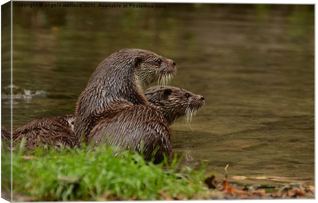 Otters At Play Canvas Print by Angela Wallace