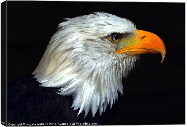 Bald Eagle Bird Canvas Print by Angela Wallace
