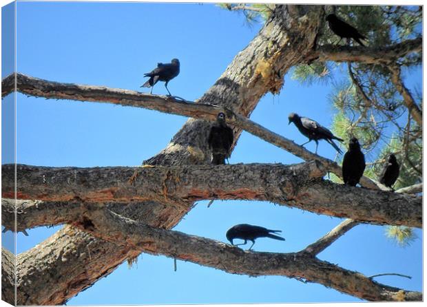 SEVEN CROWS IN A TREE Canvas Print by Robert Happersberg