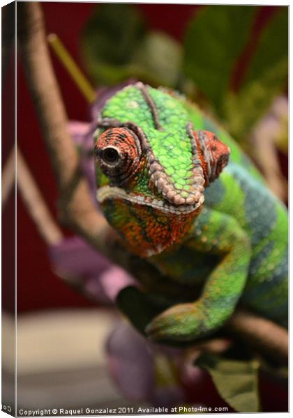Chameleon chilling on a branch Canvas Print by Raquel Gonzalez