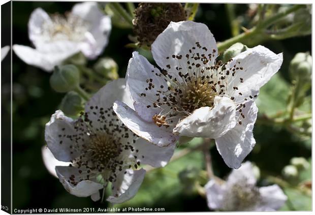 Blackberry Blossom Canvas Print by Dave Wilkinson North Devon Ph