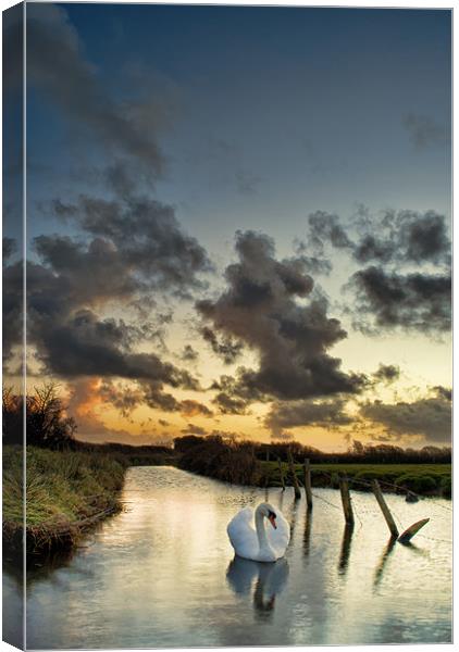 Early morning Swan Canvas Print by Dave Wilkinson North Devon Ph