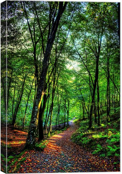 Woodland Path Canvas Print by Dave Wilkinson North Devon Ph