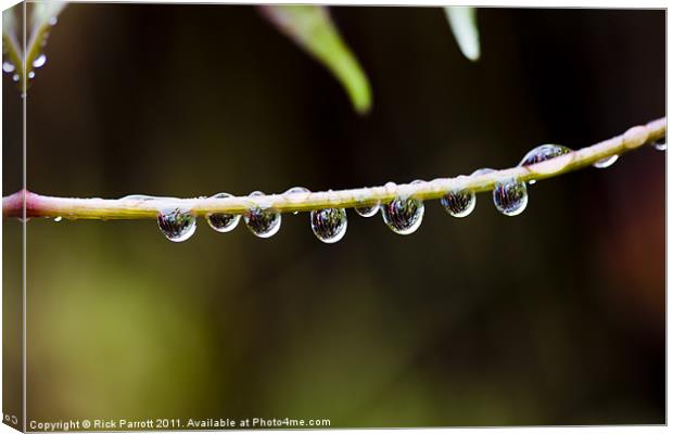 Raindrops On Twig Canvas Print by Rick Parrott