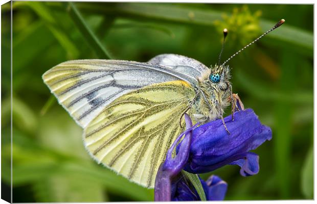 Green Veined White Butterfly (pieris napi) Canvas Print by Rick Parrott