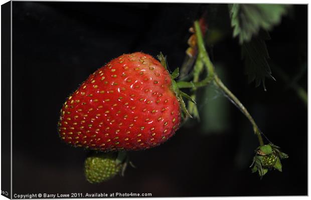 Strawberry at night Canvas Print by Barry Lowe