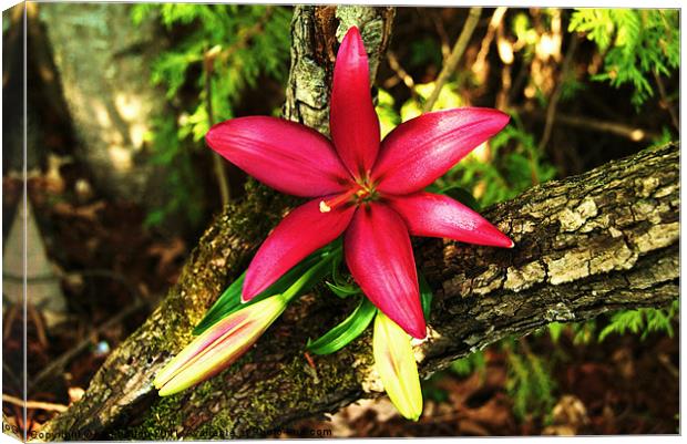 Forest Lily Canvas Print by kurt bolton