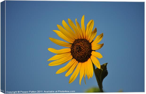 Gorgeous Sunset Sunflower Canvas Print by Pepper Patton