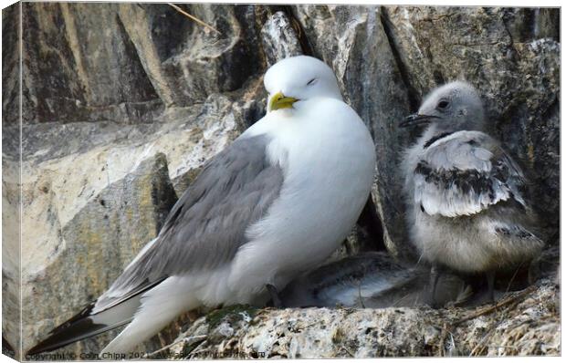 Kittiwake and chicks Canvas Print by Colin Chipp
