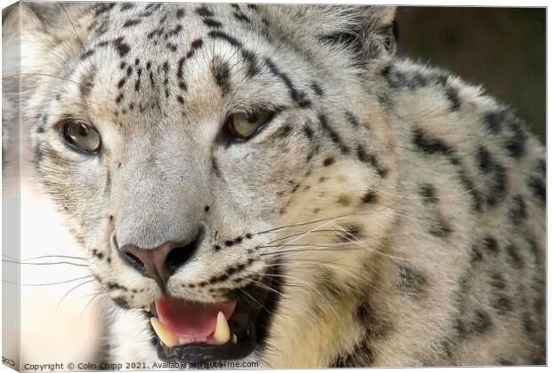 Snow leopard Canvas Print by Colin Chipp