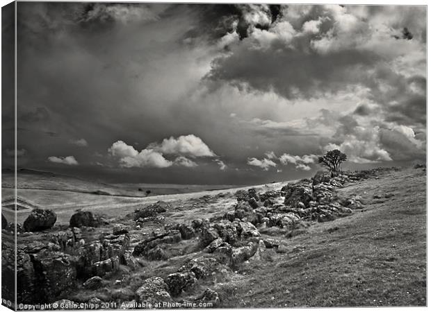 Standing alone Canvas Print by Colin Chipp