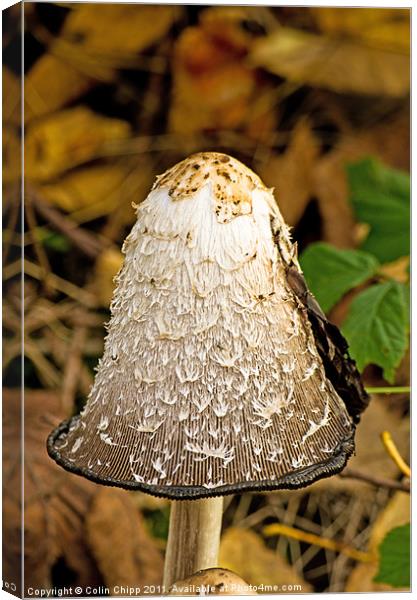 Inkcap Canvas Print by Colin Chipp
