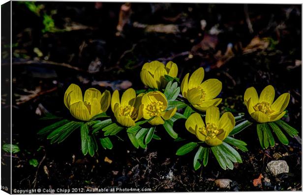 Winter aconites Canvas Print by Colin Chipp