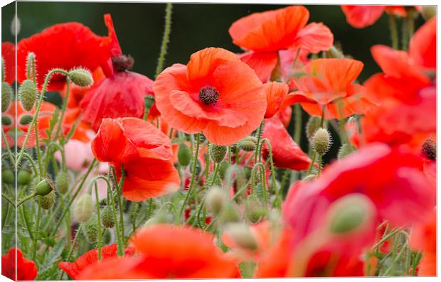 Red poppies Canvas Print by Colin Chipp