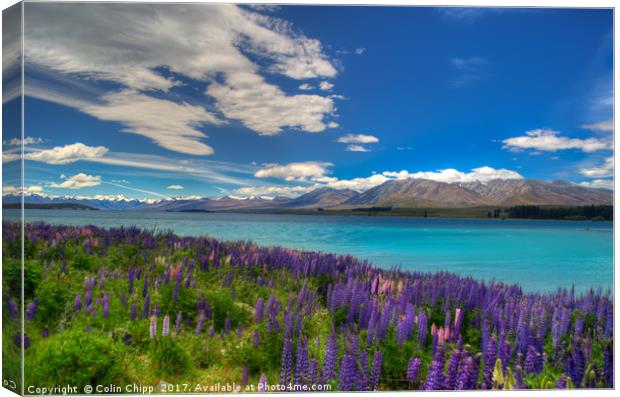 Lupins and blue water Canvas Print by Colin Chipp