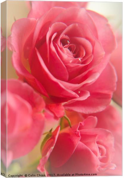 Valentine Roses Canvas Print by Colin Chipp
