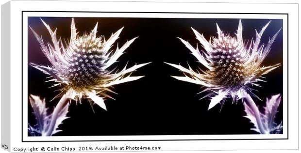 Prickly pair Canvas Print by Colin Chipp